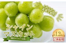 【令和8年産先行予約】〈家庭用〉 シャインマスカット 約1.2kg (2～3房) 《令和8年10月上旬～発送》 『紺野農園』 山形県 南陽市 [1914-R8]