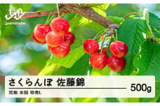《先行予約》2026年 山形県産 さくらんぼ 佐藤錦 500g 特秀L 朝採り 完熟 本詰 サクランボ フルーツ 果物 F20A-018