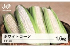 《先行予約》2026年 山形県産 ホワイトコーン ピュアホワイト 1.6kg(4～6本）生で味わう 白とうもろこし トウモロコシ コーン 夏 野菜 やさい ※沖縄・離島への配送不可 F21A-243