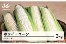 《先行予約》2025年 山形県産 ホワイトコーン 3kg(8～12本）生で味わう 白とうもろこし トウモロコシ コーン 夏 野菜 やさい ※沖縄・離島への配送不可  F21A-244