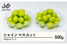《先行予約》2025年 山形県産 シャインマスカット ダイヤパック 250g×2パック やまのべ多田農園のぶどう F21A-312