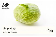 ≪先行予約≫ 2026年 山形県産 雪の下育ち キャベツ 1kg（3～6個） 2026年1月中旬から順次発送 野菜 F21A-368