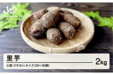 ≪先行予約≫ 2025年 山形県産 里芋 土垂(どだれ) Lサイズ 2kg（20~30個） 2025年11月上旬より順次発送 さといも いも 芋煮会 秋 野菜 F21A-417