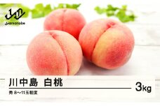 ≪先行予約≫ 贈答用 2025年 山形県産 川中島白桃 秀 3kg（8～11玉） 2025年8月下旬から順次発送 もも 夏果実 果物 フルーツ F21A-419