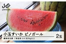 ≪先行予約≫ 農業者支援 ご家庭用 2025年 山形県産 小玉スイカ ピノガール 2玉(2kg以上×2玉)  すいか スイカ 西瓜 果物 野菜 訳あり ※沖縄・離島への配送不可 F21A-428