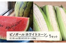 ≪先行予約≫ 2024年 山形県産 夏の旬の果物！ ピノガール＆ホワイトコーンセット (ピノガール1玉・ホワイトコーン2kg) 2024年7月下旬から順次発送 すいか スイカ 西瓜 白いとうもろこし とうもろこし トウモロコシ 果物 野菜 F21A-430
