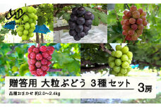 ≪先行予約≫贈答用 2025年山形県産 品種おまかせ 大粒ぶどう3種セット 2.0～2.4kg（3房） 2025年9月中旬から順次発送 ぶどう ブドウ 葡萄 マスカット 大粒 種なし皮ごと食べられる 高級 くだもの 果物 フルーツ 秋果実 産地直送 農家直送 数量限定 ギフト F21A-440