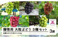 ≪先行予約≫贈答用 2025年山形県産 品種おまかせ 大粒ぶどう3種セット 2.0～2.4kg（3房） 2025年9月中旬から順次発送 ぶどう ブドウ 葡萄 マスカット 大粒 種なし皮ごと食べられる 高級 くだもの 果物 フルーツ 秋果実 産地直送 農家直送 数量限定 ギフト F21A-440