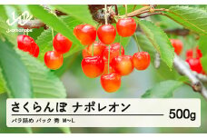 《先行予約》2025年 山形県産 さくらんぼ ナポレオン バラ詰め（パック） 500g 秀 М～L サクランボ フルーツ 果物 F21A-461