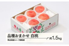 もも 桃 品種おまかせ 白桃 秀品程度 約1.5kg(4~7個程度)   2025年産 山形県産 ※沖縄・離島への配送不可 tf-moyws1500