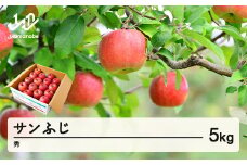【先行予約】りんご サンふじ 約5kg 秀品 リンゴ 林檎 令和7年産 2025年産 果物 山形県産 mm-risfs5