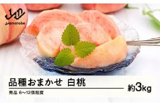 《先行予約》もも 桃 品種おまかせ 9月旬の白桃 秀品 約3kg (6～13個程度) 9月発送 山形県産 nf-mohtx3-9f