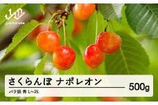 《先行予約》2025年 山形県産 さくらんぼ ナポレオン バラ詰 500g 秀 L ~ 2L サクランボ フルーツ 果物 tj-npslb500