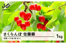 《先行予約》2026年 山形県産 さくらんぼ 佐藤錦 朝採り 完熟バラ詰め 1kg 秀 M～L サクランボ フルーツ 果物 F20A-015