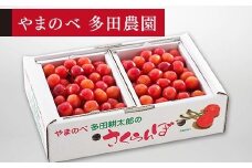 【佐藤錦】バラ詰 L 500g×2【やまのべ多田耕太郎のさくらんぼ 多田農園】