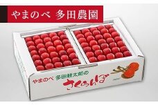 【佐藤錦】本詰 約500g×2【やまのべ多田耕太郎のさくらんぼ 多田農園】