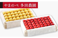 【月山錦・紅秀峰】特選桐箱詰 約700g×2【やまのべ多田耕太郎のさくらんぼ 多田農園】