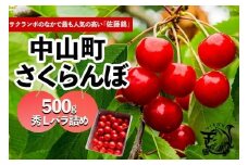 【2025年発送】さくらんぼ　佐藤錦　秀　L　500ｇバラ詰め