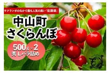 【2025年発送】さくらんぼ　佐藤錦　秀L　500ｇ×2　バラ詰め