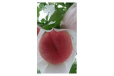 【2025年発送】山形県産　黄桃【品種おまかせ】秀　2kg　5～8玉