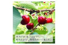 【令和8年産先行受付】山形県中山町産さくらんぼ＜紅秀峰＞特秀品　350g×2P　約700g　2Lサイズ以上