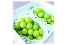 【令和7年産先行受付】シャインマスカット　秀品　2房 約1.2kg～約1.3kg