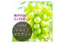 【令和7年産先行受付】山形県中山町産大房大粒シャインマスカット秀品約700g～800g