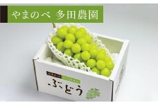 【シャインマスカット】1房入り【やまのべ多田農園】