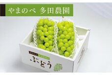 【シャインマスカット】2～3房入り【やまのべ多田農園】