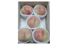【2025年発送】白桃【品種おまかせ】桐箱　2ｋｇ　5～8玉