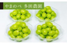 【シャインマスカット】ダイヤパック 250g×4【やまのべ多田農園】