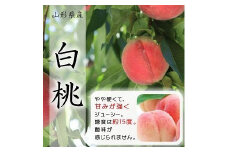【令和7年産先行受付】中山町の至高！山形県中山町厳選新米・フルーツ定期便　全3回