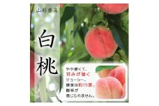 ＜先行受付＞令和7年8月発送開始　中山町　至高のフルーツ！中山町極上のフルーツ定期便　全3回