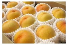 【令和7年産先行受付】山形県産黄桃秀品5kg※品種おまかせ 柔らかくなる桃