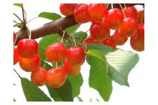 【2025年発送】紅秀峰 約500g×2P（L～2L）