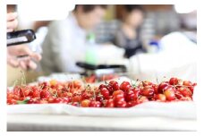 【2025年発送】山形と言えばさくらんぼ！紅秀峰 約350g×2P (L～2L)