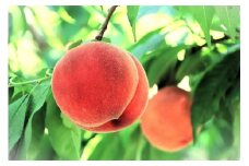 【2025年発送】＼ 硬めの桃！／  秋収穫白桃　約3kg（7～12玉）