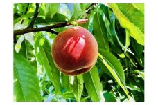 【2025年発送】＼ 硬めの桃！／  秋の収穫白桃　約2kg（4～10玉）