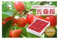 【令和7年産】ハウスさくらんぼ「佐藤錦」300g化粧箱 山形県河北町産【JAさがえ西村山】