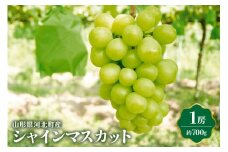 【令和7年産】シャインマスカット 700g（1房） 山形県河北町産【JAさがえ西村山】