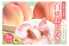 【令和7年産】白桃 おどろき 3kg(5～12玉前後) ギフト用 山形県河北町産 【山形eLab】ka074-015