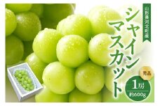 【令和7年産】 ぶどう シャインマスカット 1房入り（約600g前後） 秀品 山形県河北町産 【山形eLab】ka074-022