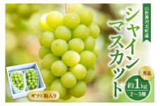 【令和7年産】 ぶどう シャインマスカット 2～3房 約1kg ギフト箱入り 秀品 山形県河北町産 【山形eLab】ka074-025