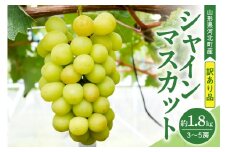 【訳あり 令和7年産】 ぶどう シャインマスカット 約1.8kg(3～5房) 山形県河北町産【山形eLab】ka074-021