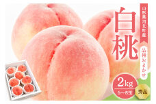 【令和7年産】白桃 品種おまかせ 2kg (6~8玉前後) ギフト箱入 秀品 山形県産 【山形eLab】