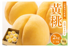【令和7年産】黄桃 品種おまかせ 2kg (6~8玉前後) ギフト箱入 秀品 山形県産 【山形eLab】