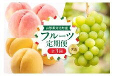【令和7年産】8月から人気フルーツをお届け！お取り寄せフルーツ定期便 3回 (白桃・黄桃・シャインマスカット)【山形eLab】 ka074-028