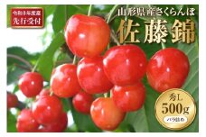 【2026年産先行予約】さくらんぼ佐藤錦 秀L 500g(500gバラ詰め×1パック)山形県河北町産【晴天畑】 さくらんぼ 贈答 ギフト 佐藤錦 秀品 先行予約 令和8年産  ka073-009