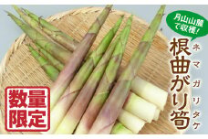 FYN9-158 《2025年先行予約》山形県 西川町産 山菜 根曲がり筍 (ネマガリタケ) 1kg 2025年5月上旬から順次発送 採れたて 野菜 やさい 山菜 さんさい 山 山の幸 期間限定 産地直送 山形県 西川町 月山