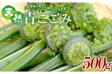 FYN9-146 《先行予約》『山菜ときのこの里西川町』 山里の春の香り 天然青こごみ 500g こごみ